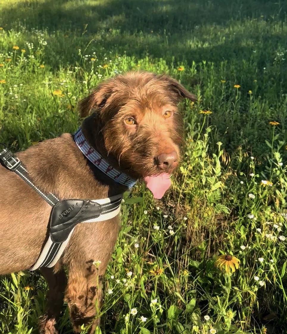 Cocoa, an adoptable mixed breed in Manhattan, KS image 6/6