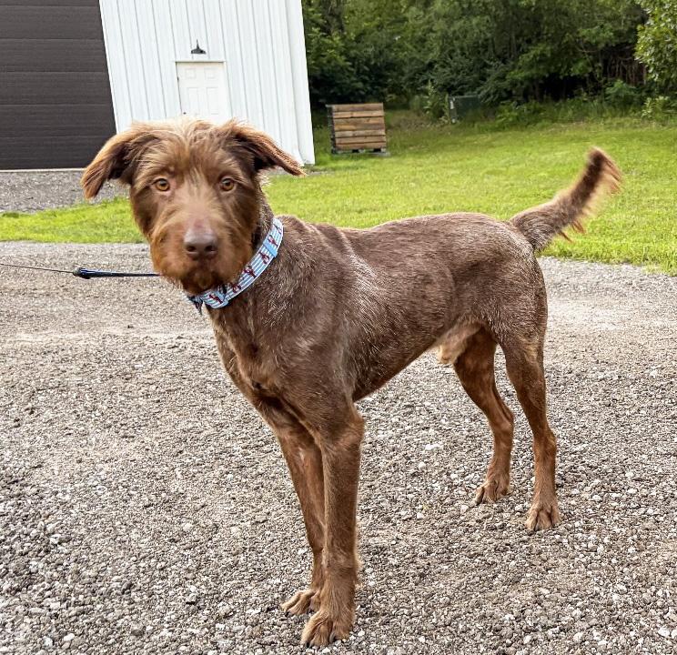 Enlarge Cocoa, a ADOPTABLE mixed breed in Manhattan, KS image 2/6