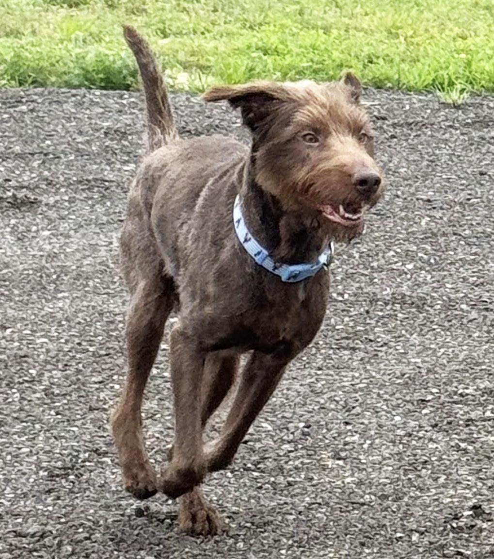 Enlarge Cocoa, a ADOPTABLE mixed breed in Manhattan, KS image 4/6
