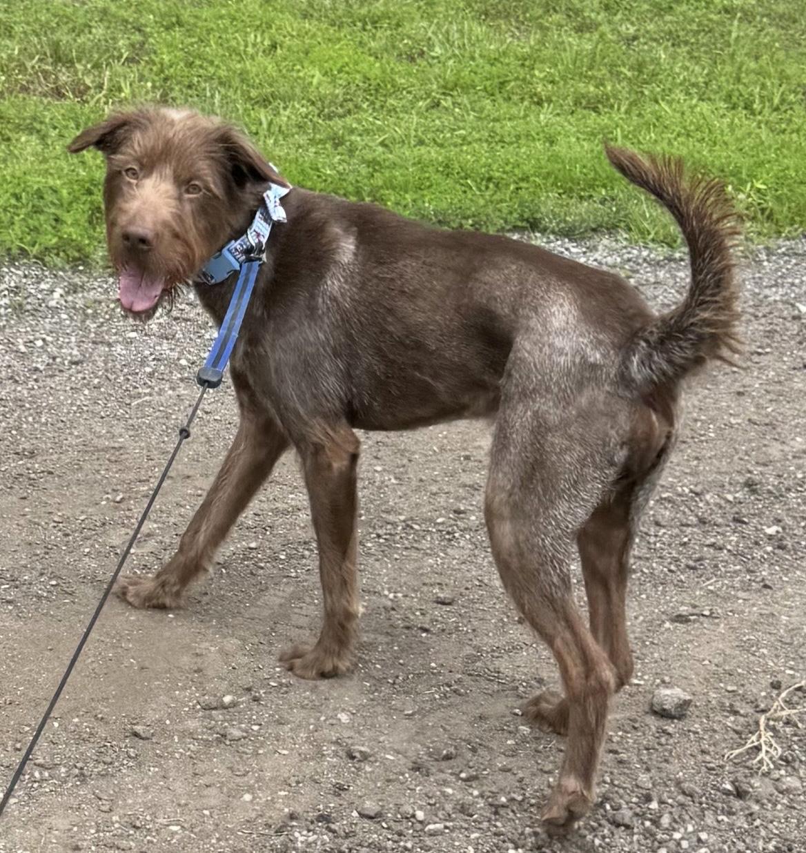Enlarge Cocoa, a ADOPTABLE mixed breed in Manhattan, KS image 6/6