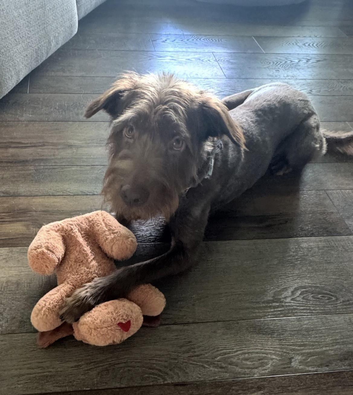 Cocoa, ADOPTABLE, Adult Male Poodle & Schnauzer.