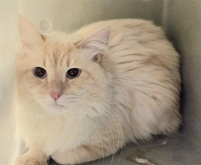 FLARE, Adoptable, Adult Male Domestic Medium Hair & Domestic Short Hair.