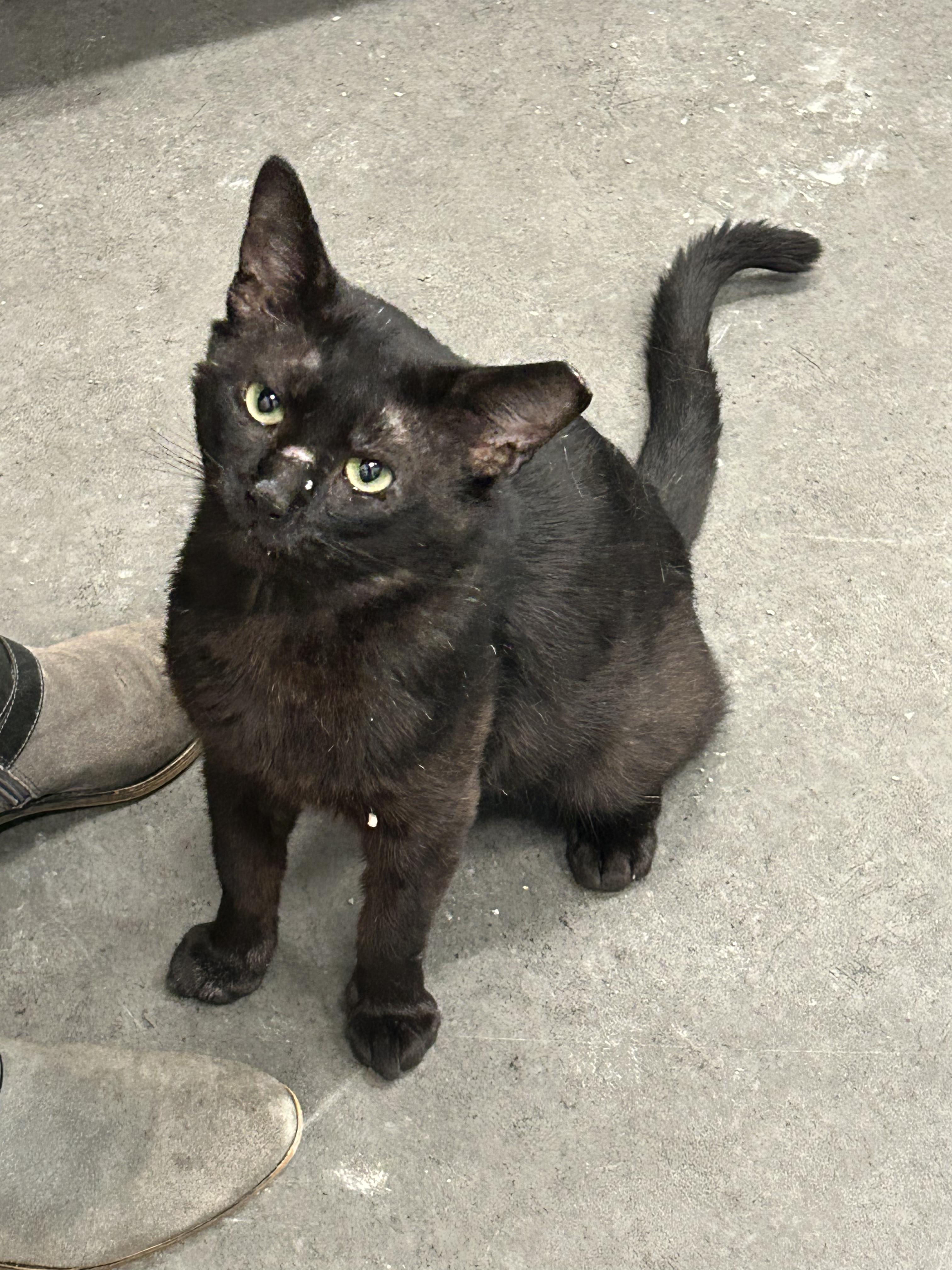 Picante, ADOPTABLE, Adult Male Domestic Short Hair.