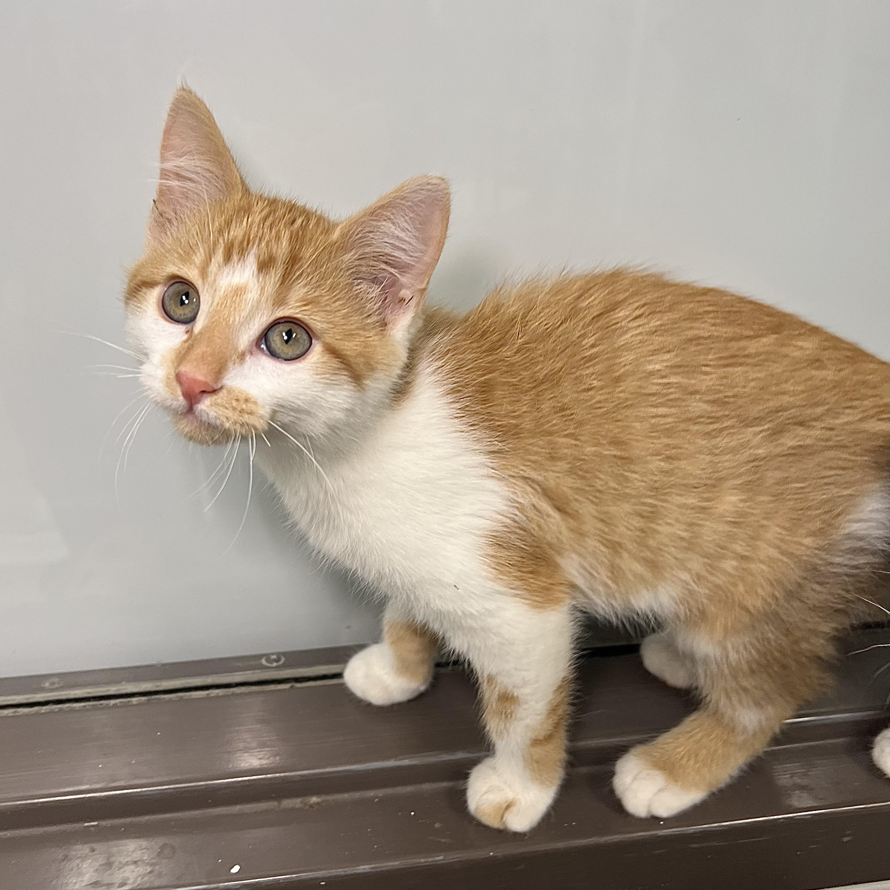 Enlarge Orange Sherbet - At PetSmart in Mankato, a ADOPTABLE Domestic Short Hair in Fairmont, MN image 6/6