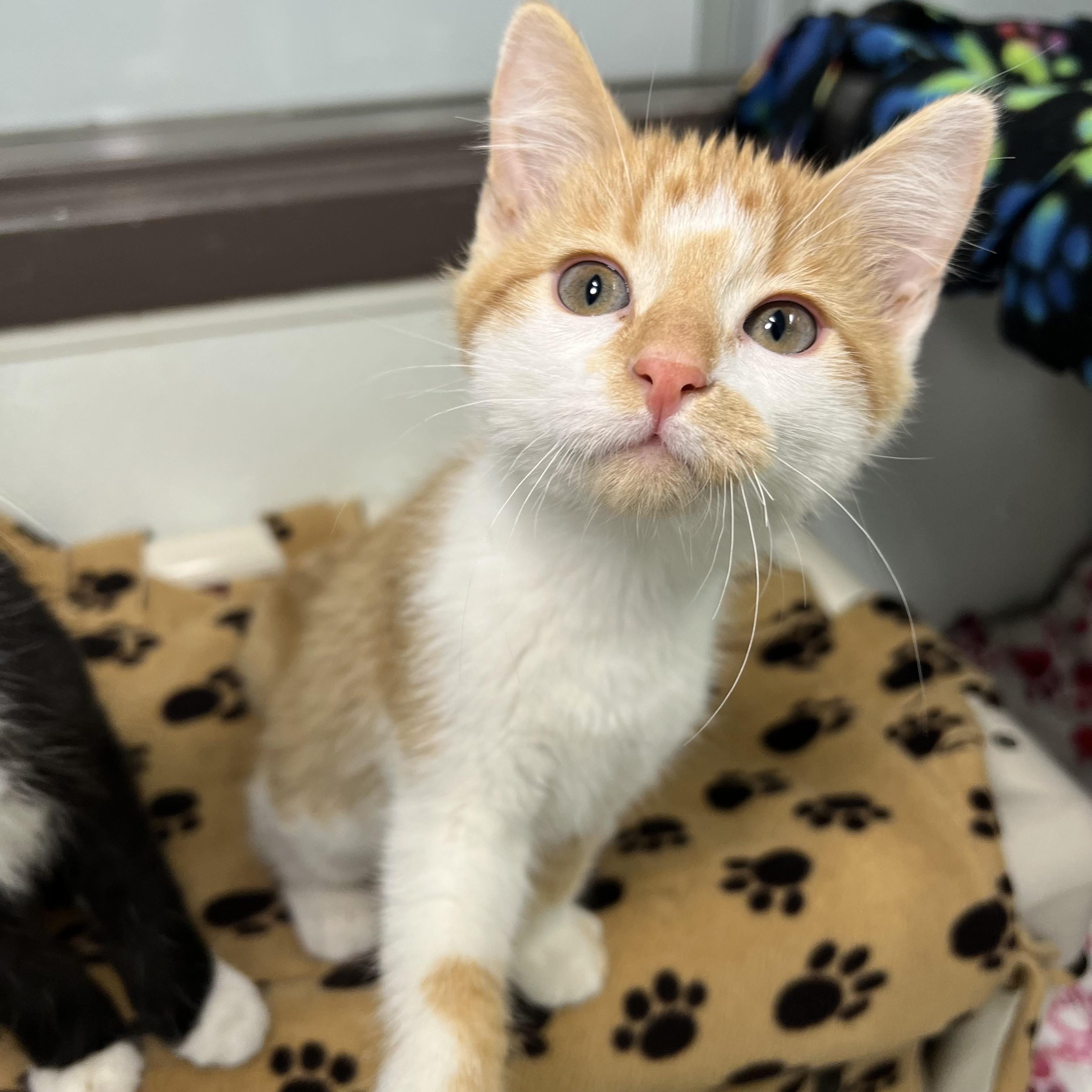 Enlarge Orange Sherbet - At PetSmart in Mankato, a ADOPTABLE Domestic Short Hair in Fairmont, MN image 5/6