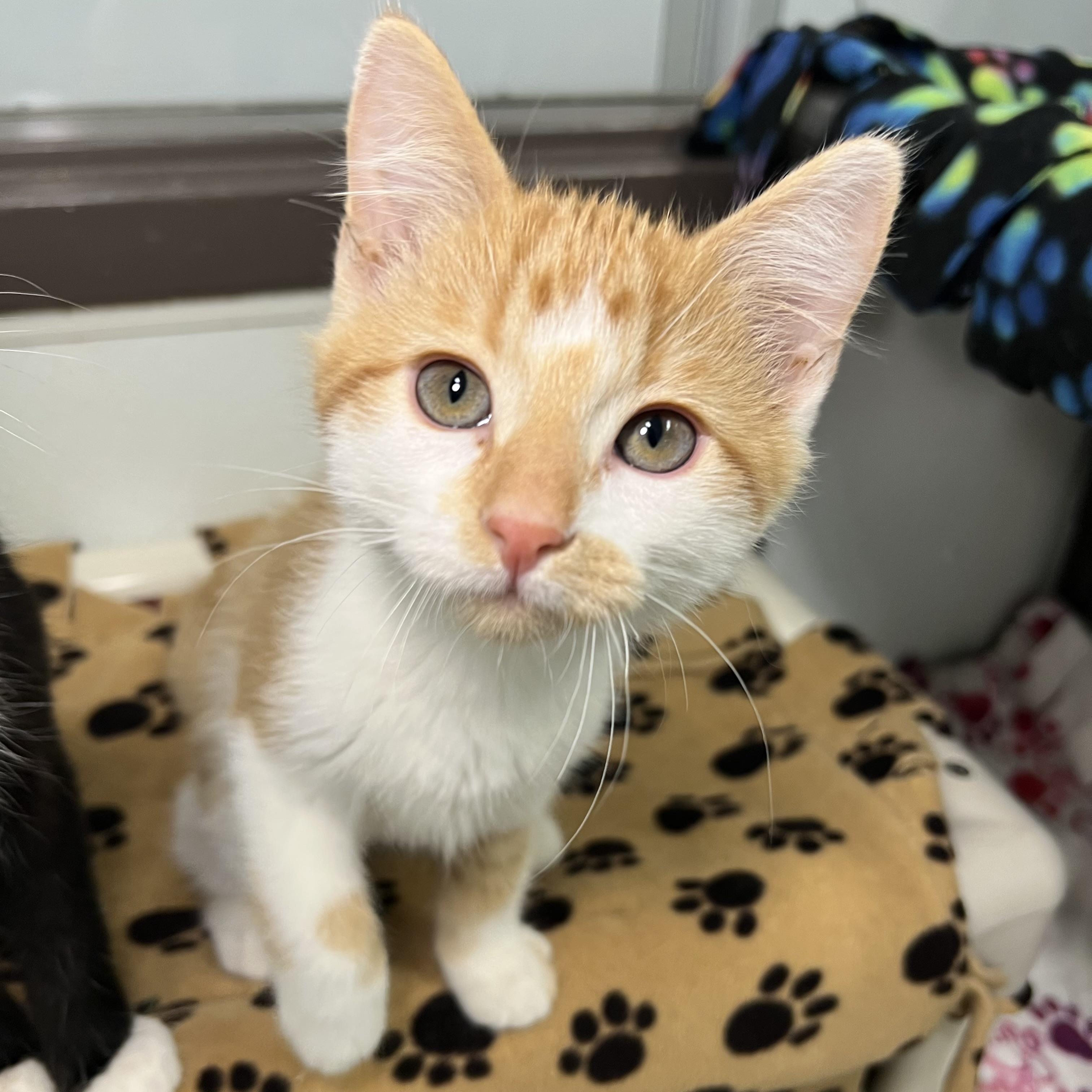 Orange Sherbet - At PetSmart in Mankato, ADOPTABLE, Kitten Female Domestic Short Hair.