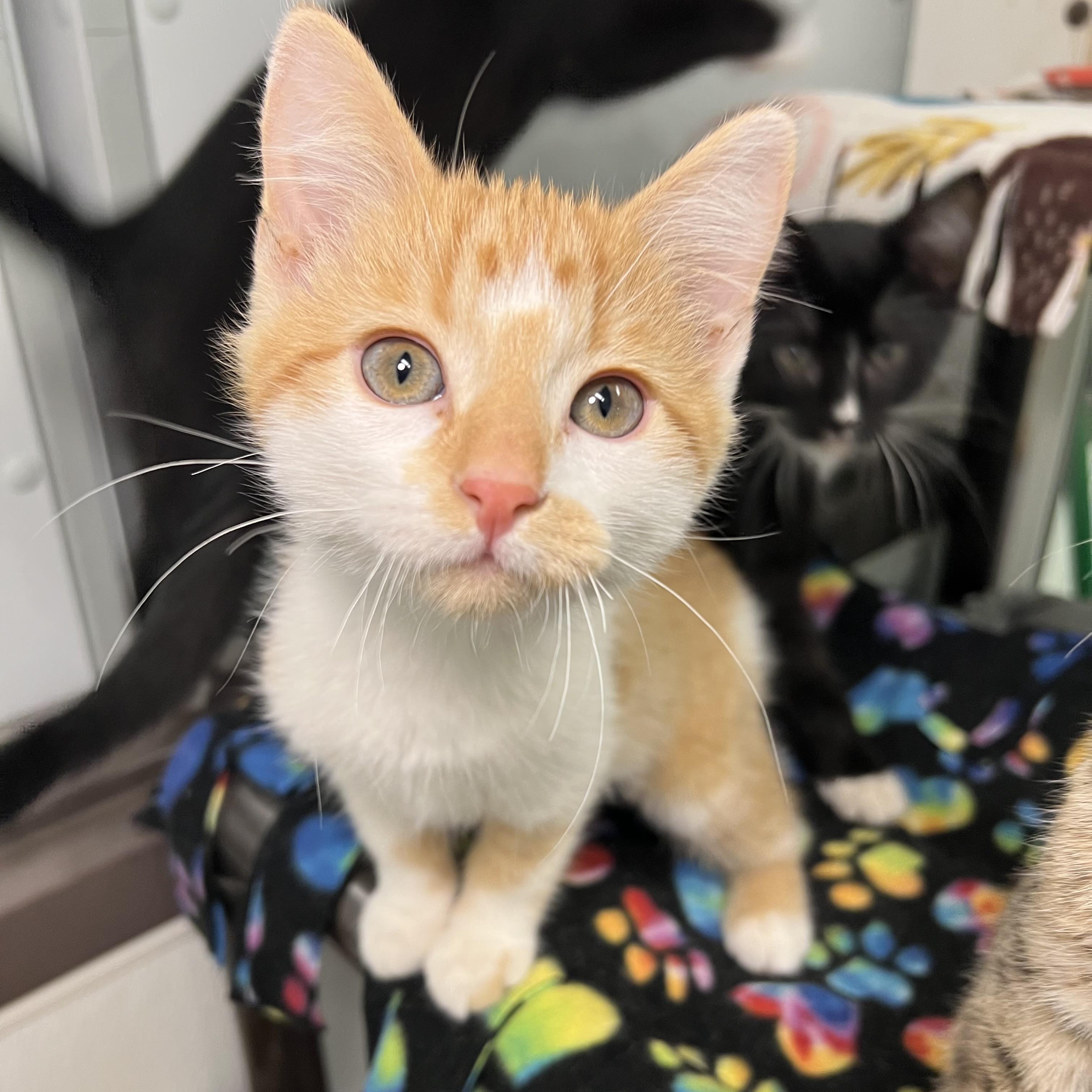 Enlarge Orange Sherbet - At PetSmart in Mankato, a ADOPTABLE Domestic Short Hair in Fairmont, MN image 3/6