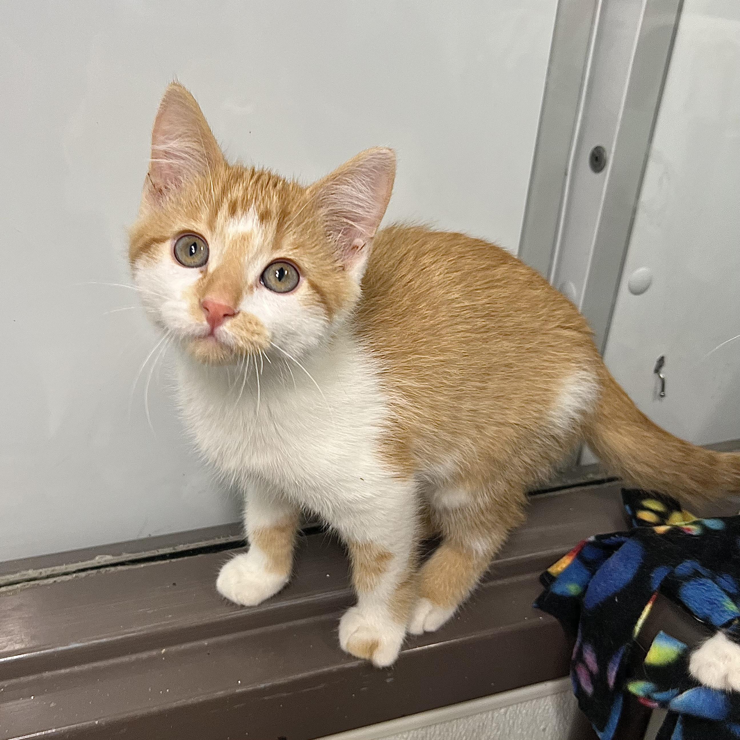 Enlarge Orange Sherbet - At PetSmart in Mankato, a ADOPTABLE Domestic Short Hair in Fairmont, MN image 2/6