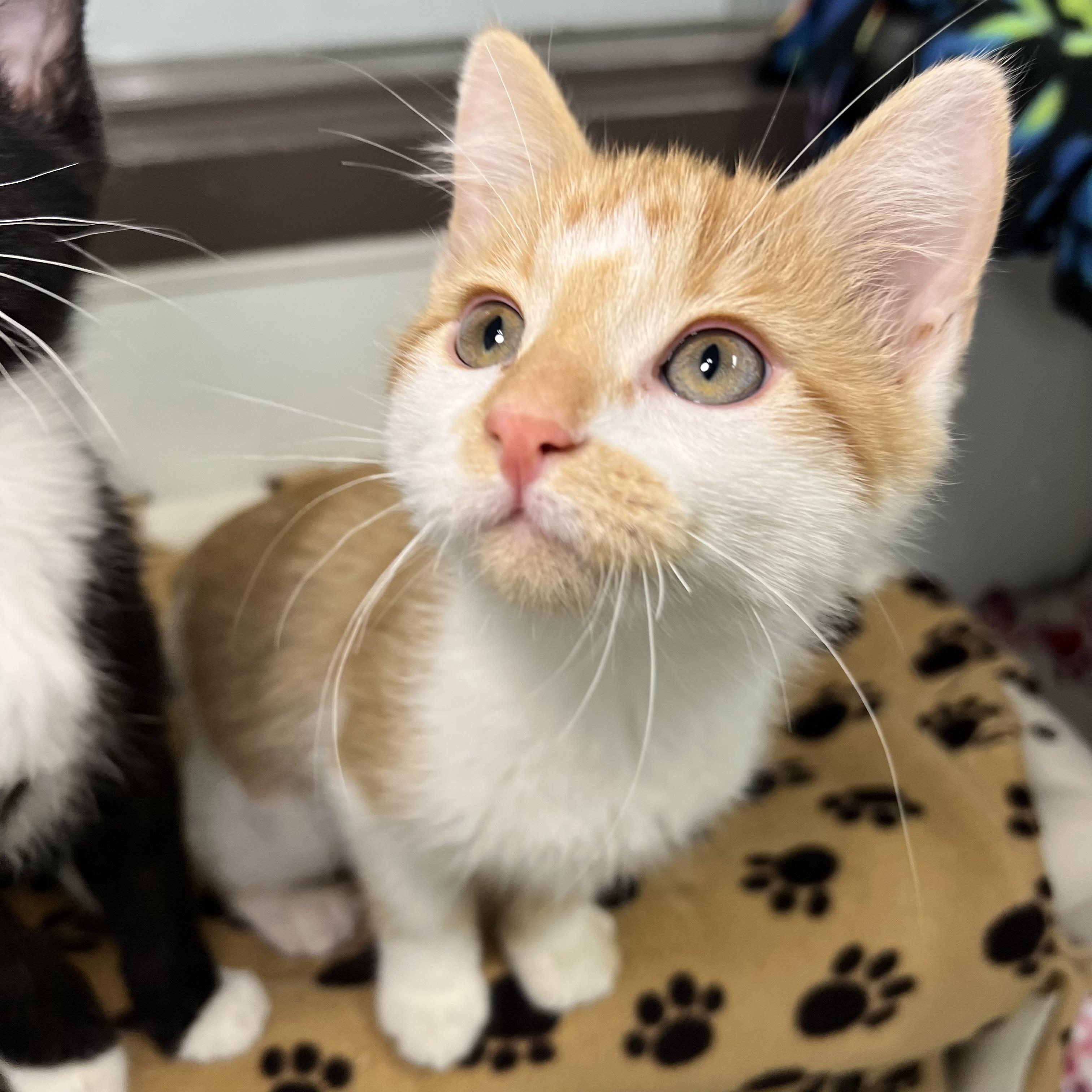Enlarge Orange Sherbet - At PetSmart in Mankato, a ADOPTABLE Domestic Short Hair in Fairmont, MN image 4/6