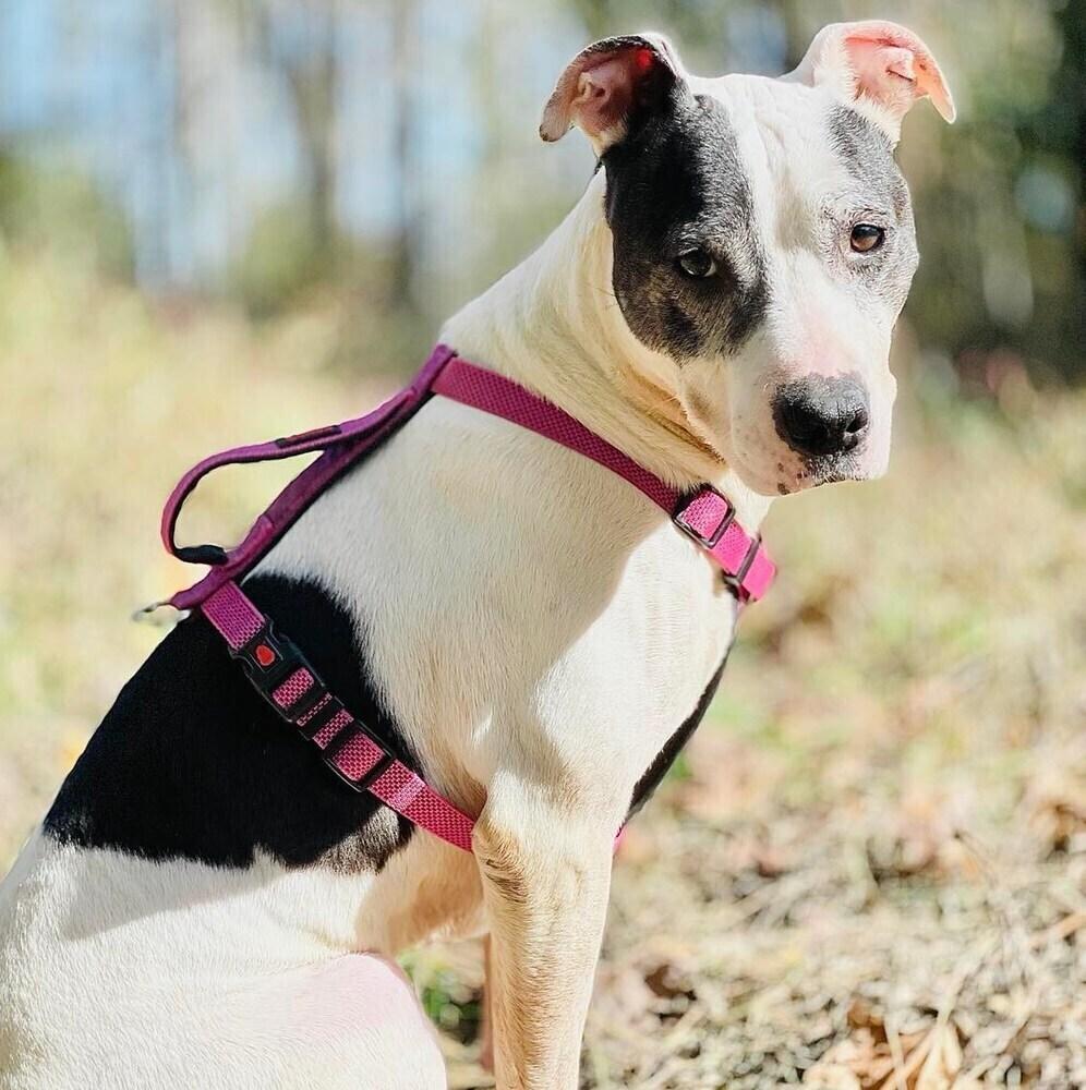 Enlarge Neenah, a Adoptable mixed breed in Long Island City, NY image 2/5