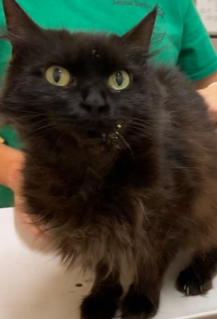 KIT KAT, a Adoptable mixed breed image 1/3