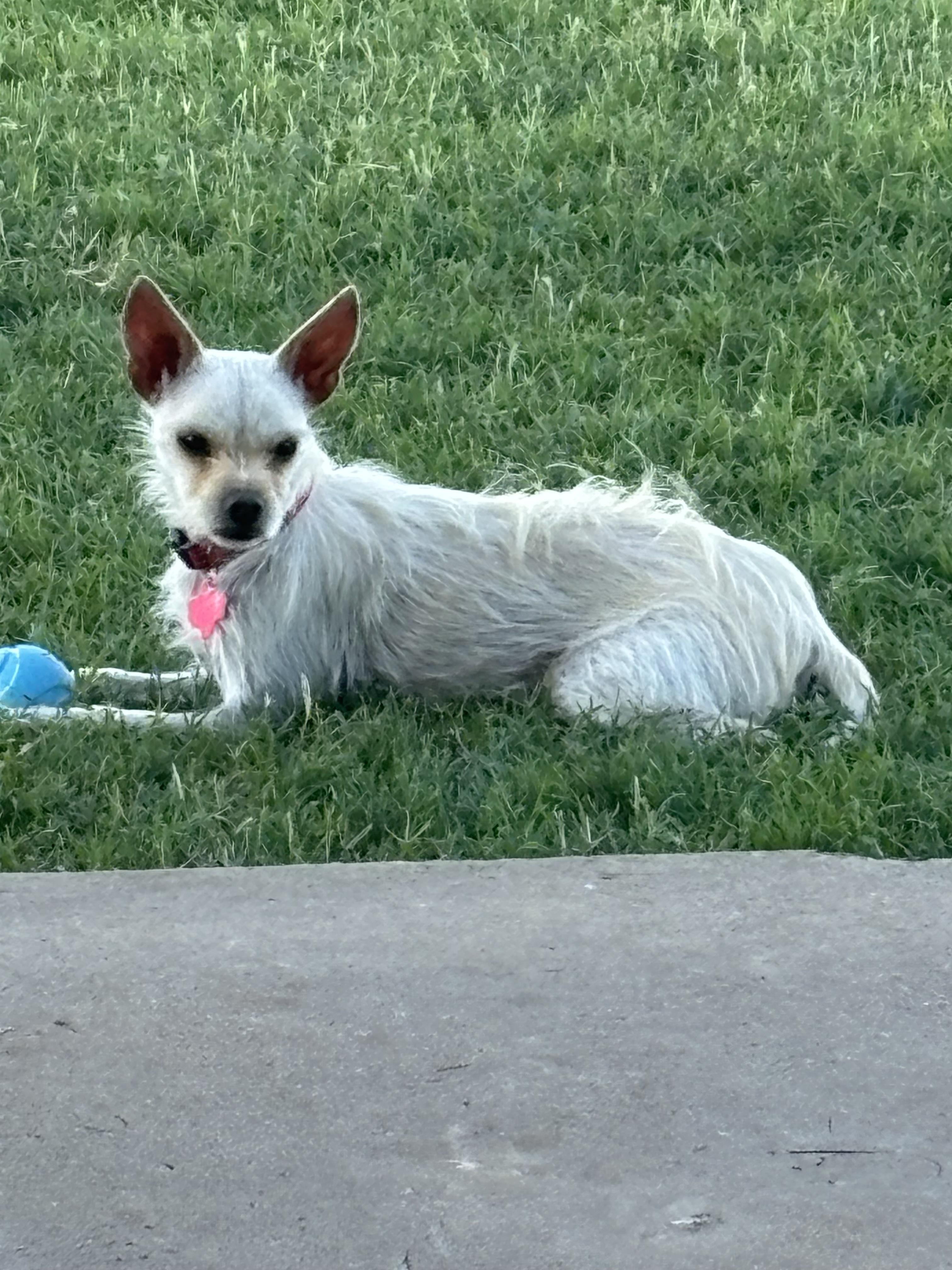 Enlarge TINY, a Adopted Chorkie in Syracuse, NY image 4/6