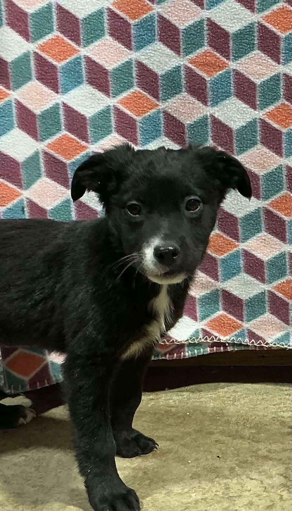 Oscar (now Teddy), Adopted, Puppy Male Australian Shepherd & Border Collie.