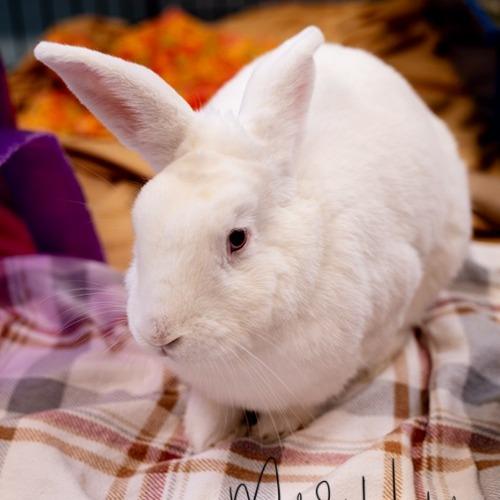 Enlarge PJ, a Adoptable New Zealand in Brockton, MA image 1/1