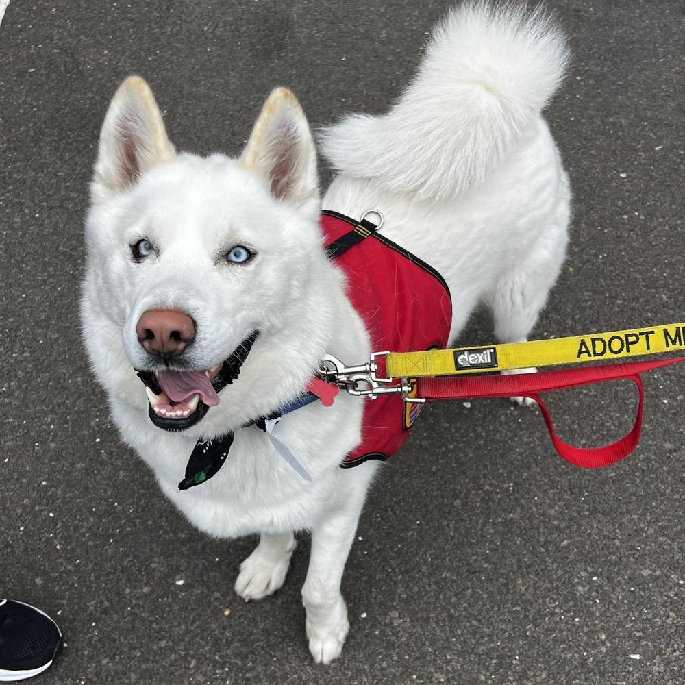 Wilson - 25059, Adoptable, Young Male Siberian Husky.