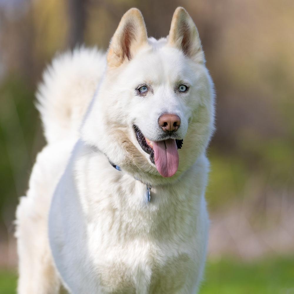 Enlarge Wilson - 25059, a Adoptable Siberian Husky in Armonk, NY image 2/6