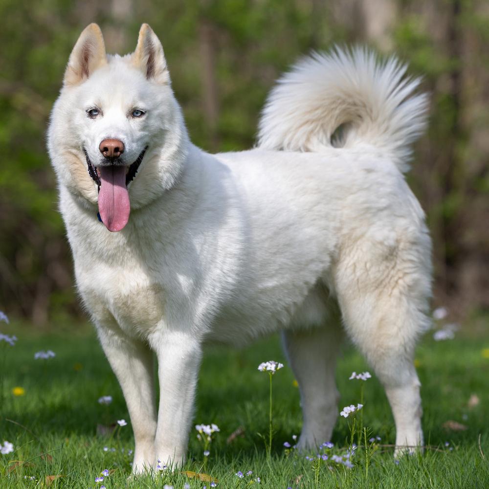 Enlarge Wilson - 25059, a Adoptable Siberian Husky in Armonk, NY image 3/6