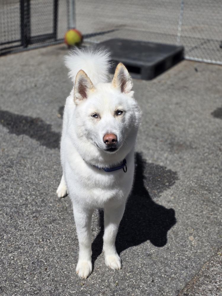 Enlarge Wilson - 25059, a Adoptable Siberian Husky in Armonk, NY image 2/6
