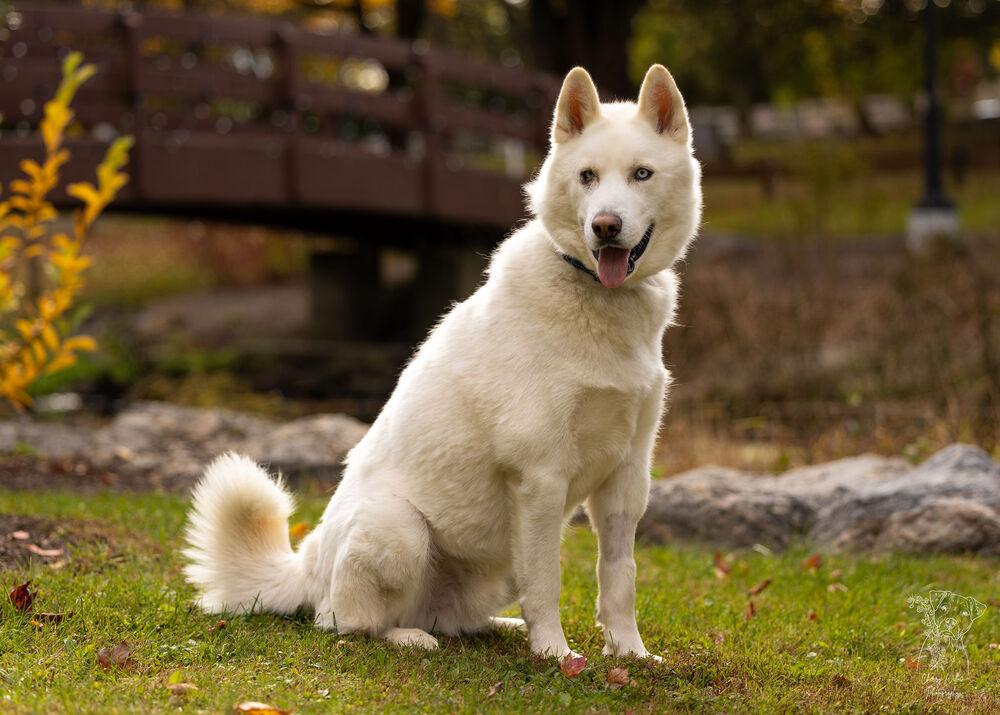Enlarge Wilson - 25059, a Adoptable Siberian Husky in Armonk, NY image 4/6