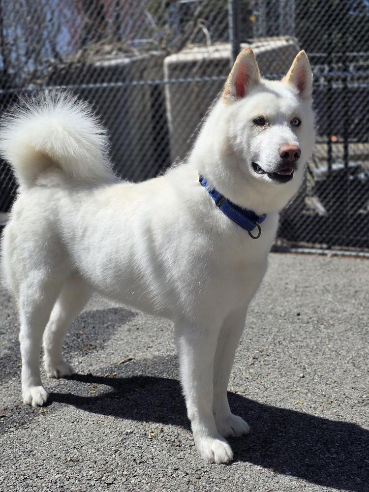 Enlarge Wilson - 25059, a Adoptable Siberian Husky in Armonk, NY image 5/6