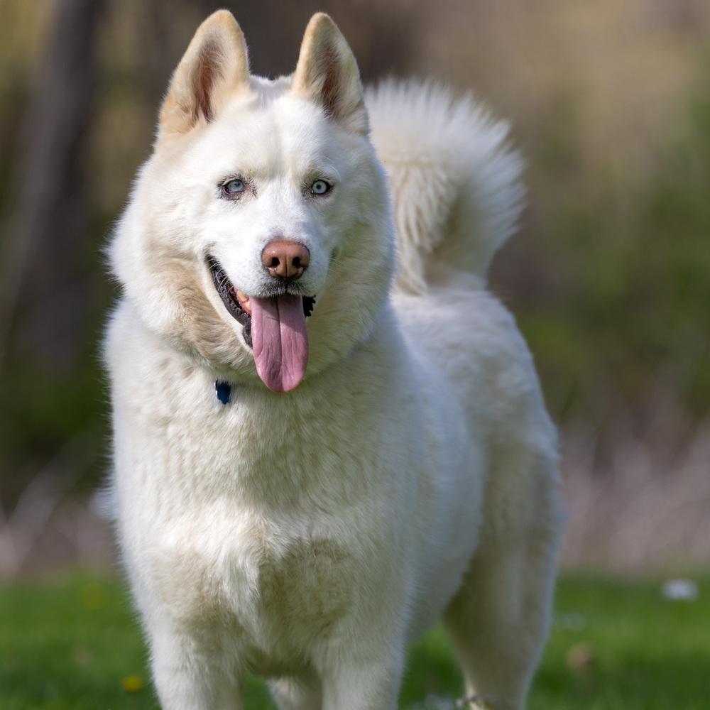 Enlarge Wilson - 25059, a Adoptable Siberian Husky in Armonk, NY image 4/6