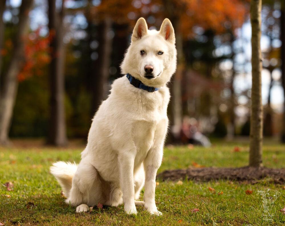 Enlarge Wilson - 25059, a Adoptable Siberian Husky in Armonk, NY image 6/6
