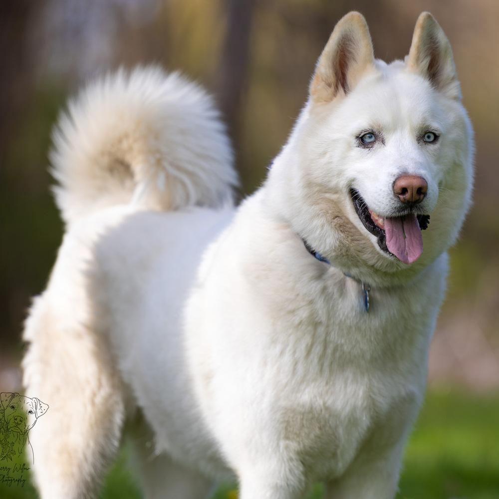 Enlarge Wilson - 25059, a Adoptable Siberian Husky in Armonk, NY image 6/6