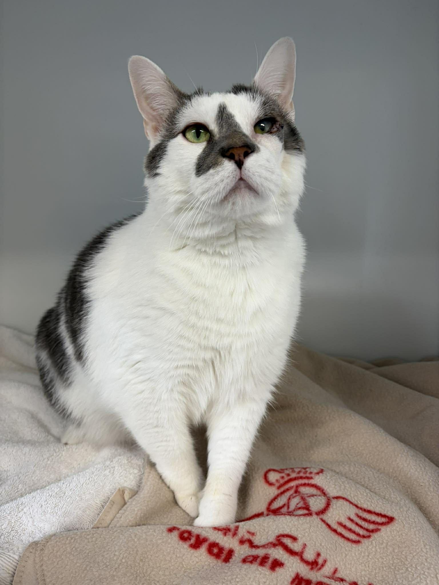 Bruce, adopted, Adult Male Domestic Short Hair.