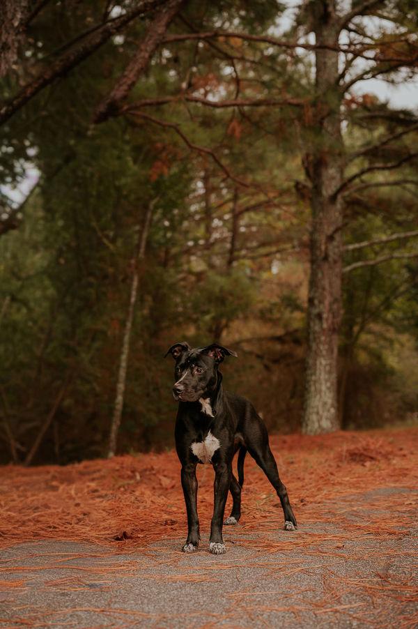 Enlarge 26-01-0059 Lori, a Adoptable mixed breed in Dallas, GA image 4/4