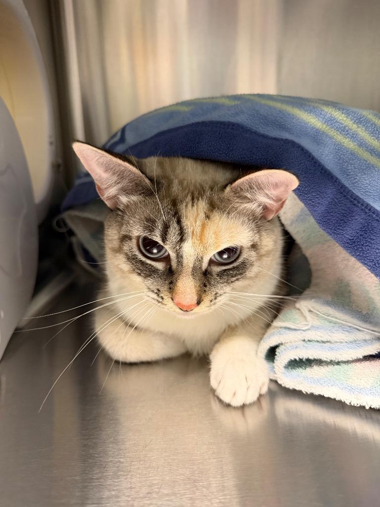 Kiko, Adoptable, Adult Female Domestic Short Hair.