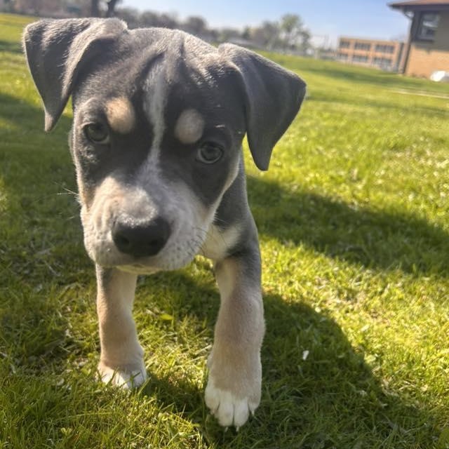 Enlarge Advocate, a ADOPTABLE mixed breed in Racine, WI image 3/3