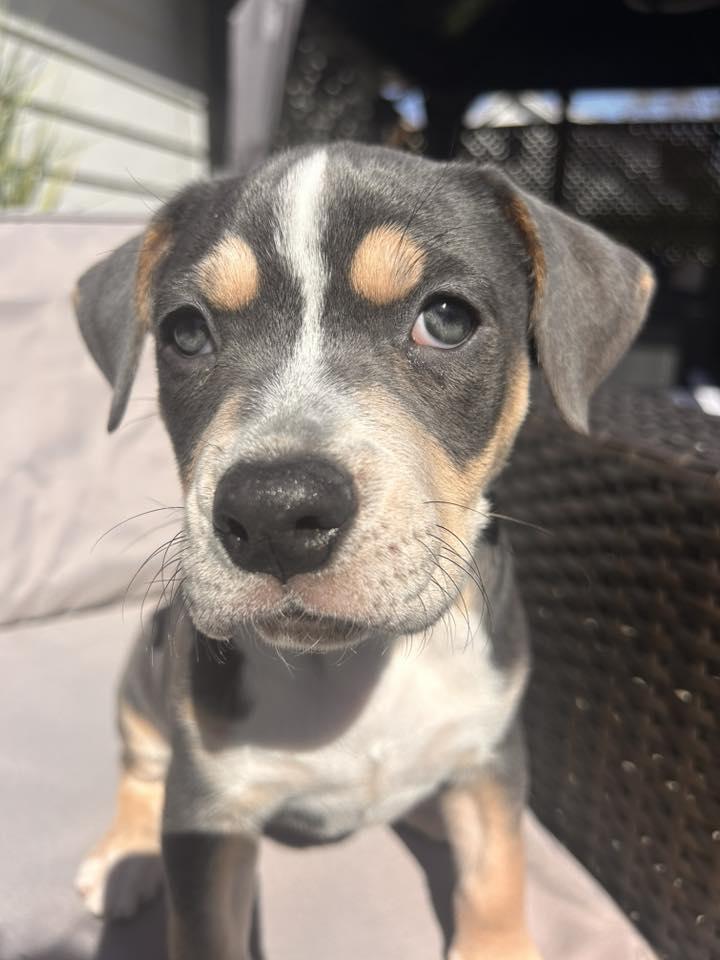 Enlarge Advocate, a ADOPTABLE mixed breed in Racine, WI image 1/3