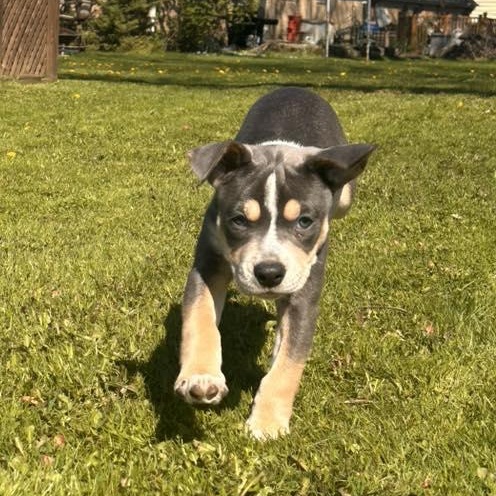 Enlarge Advocate, a ADOPTABLE mixed breed in Racine, WI image 2/3