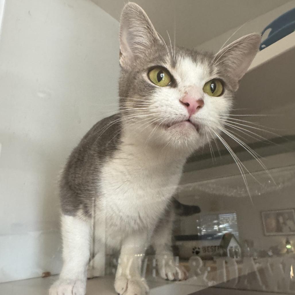 Enlarge Augusta, a Adoptable Domestic Short Hair in Buellton, CA image 1/1