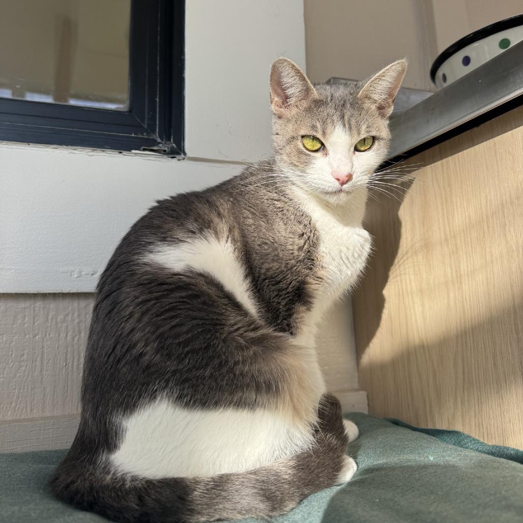 Augusta, Adoptable, Adult Female Domestic Short Hair.