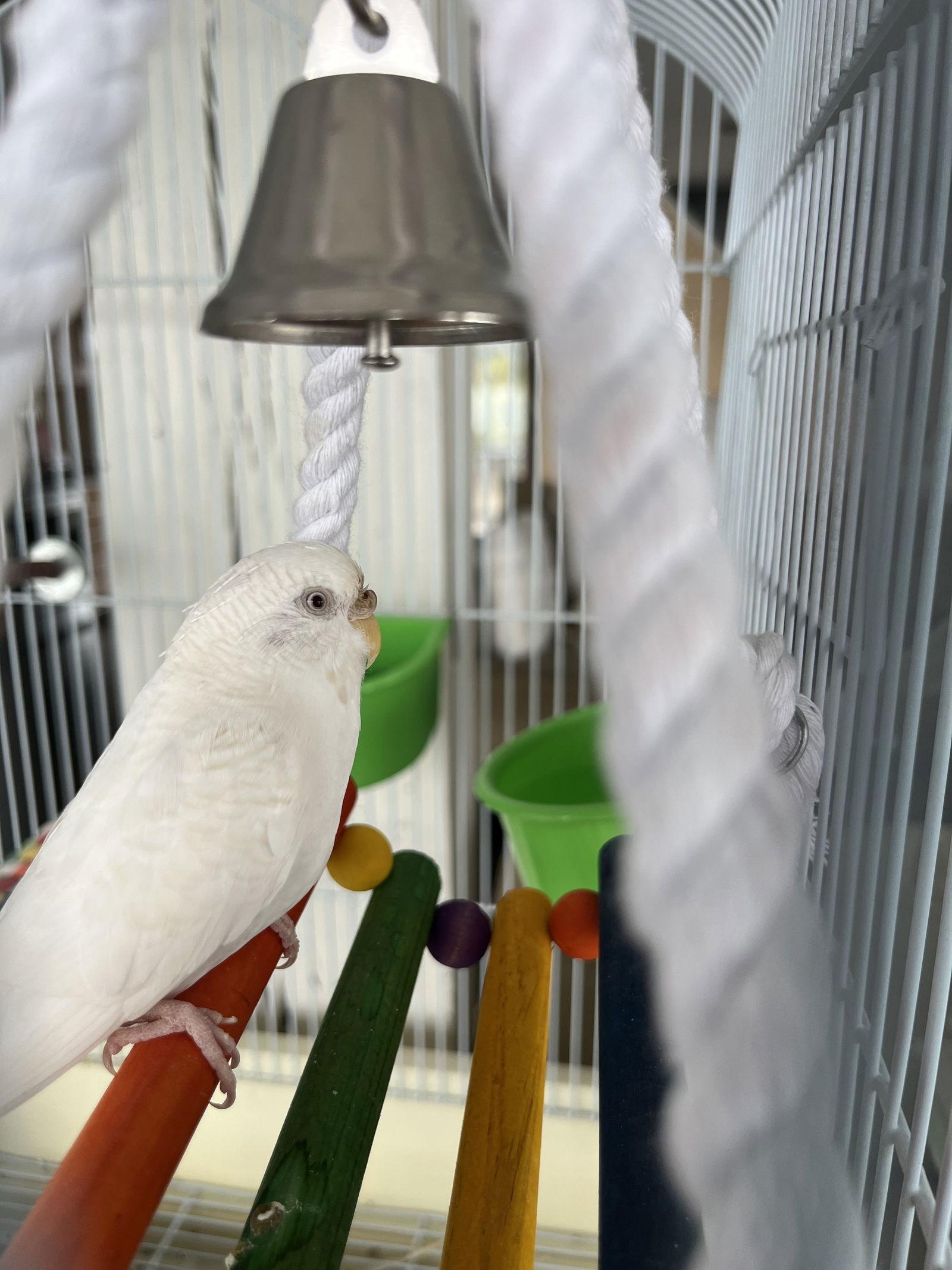 Winnie, Adopted, Adult Female Budgie / Budgerigar.