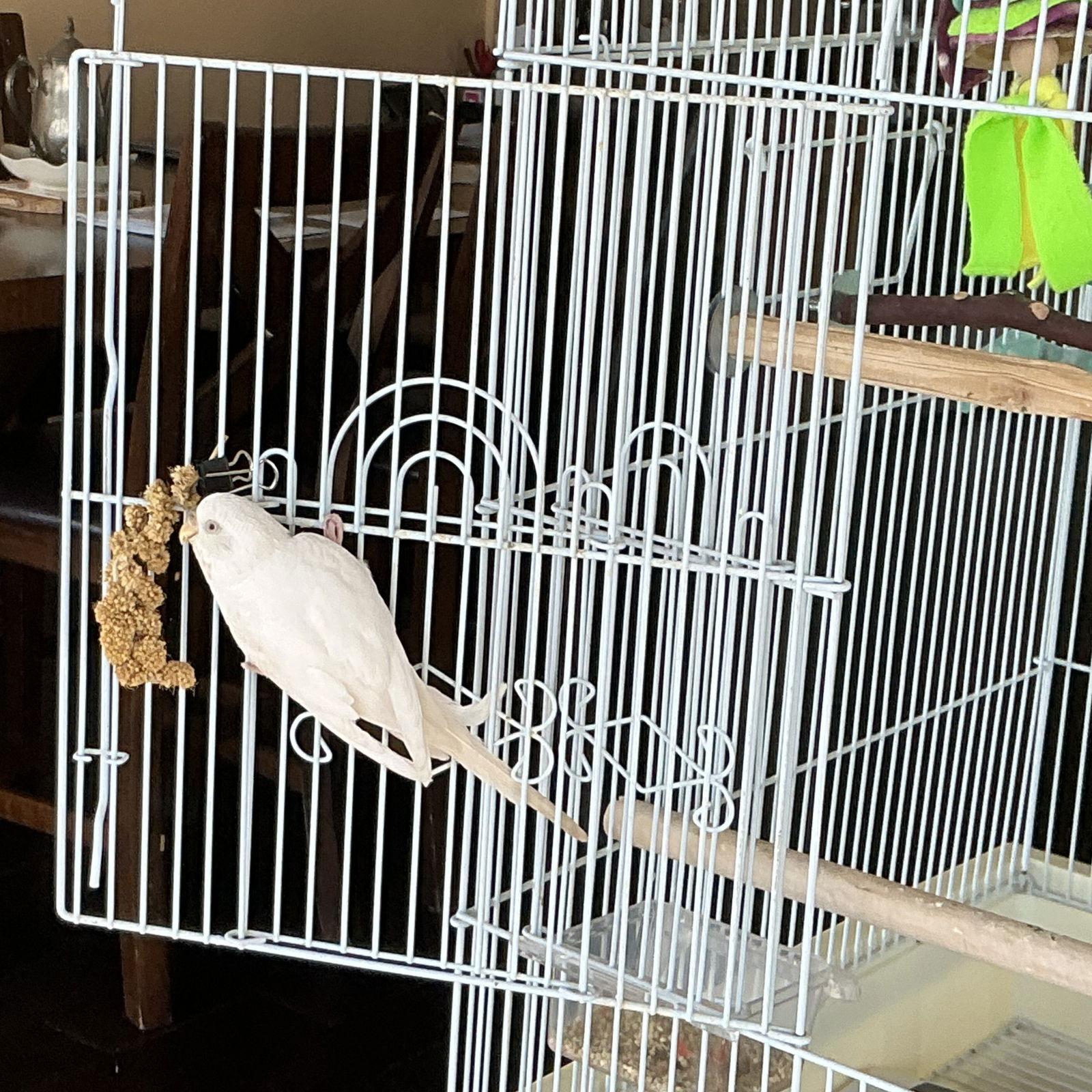 Enlarge Winnie, a Adopted Budgie / Budgerigar in Belford, NJ image 3/3