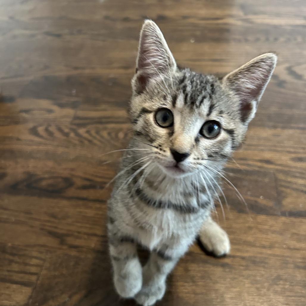 Shadow, Adoptable, Kitten Male Domestic Short Hair.