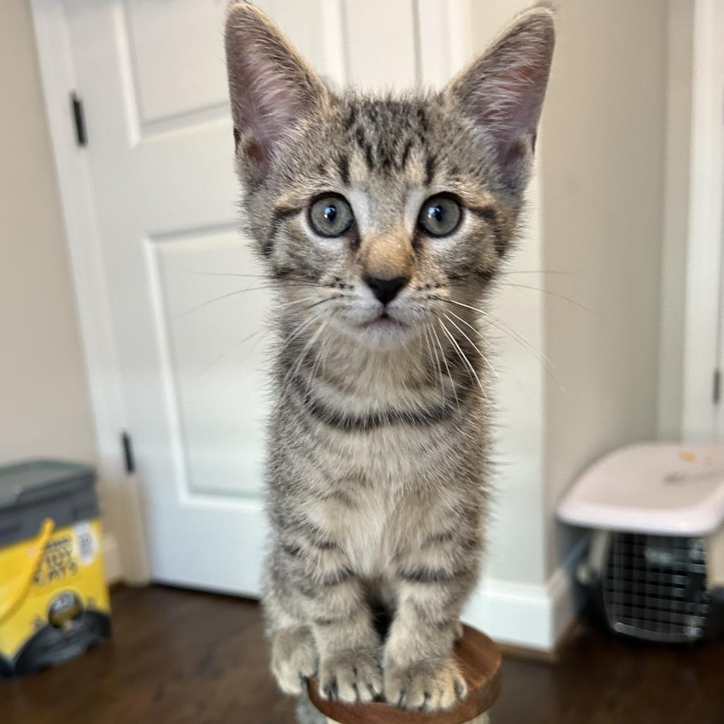 Enlarge Shadow, a Adoptable Domestic Short Hair in Richmond, VA image 2/5