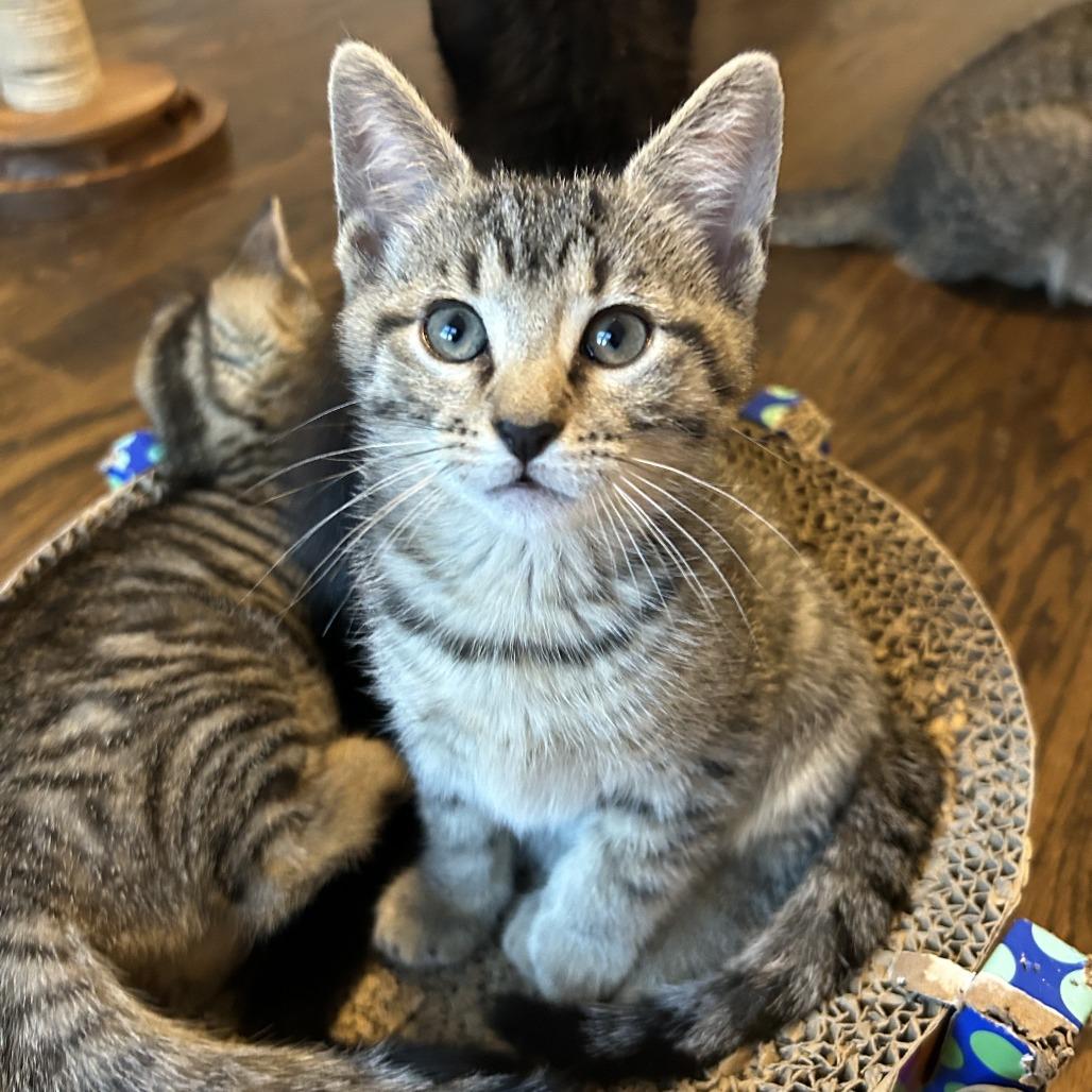 Enlarge Shadow, a Adoptable Domestic Short Hair in Richmond, VA image 3/5