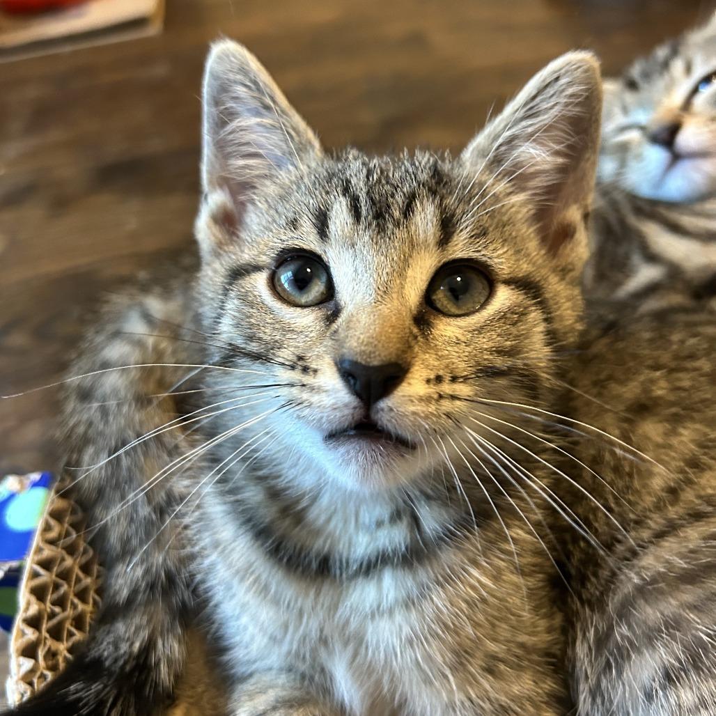 Enlarge Shadow, a Adoptable Domestic Short Hair in Richmond, VA image 4/5