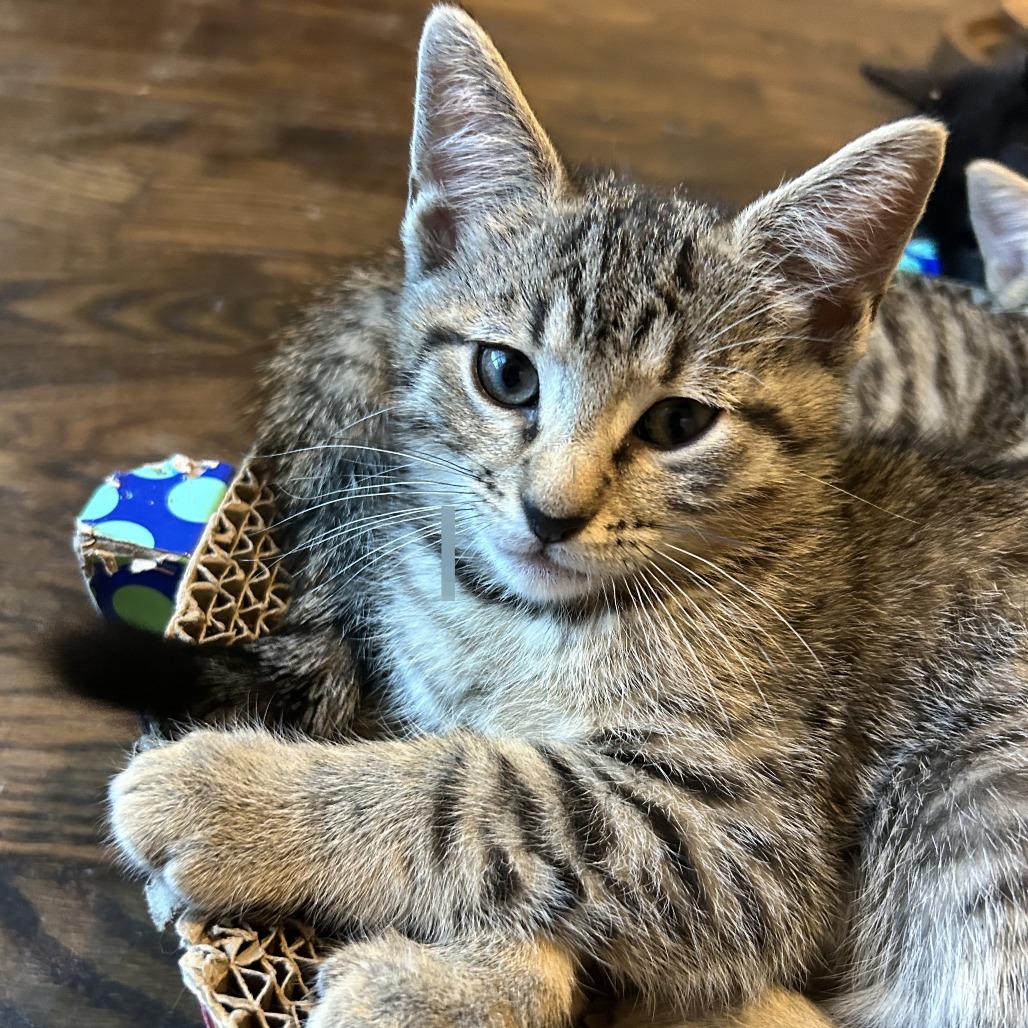 Enlarge Shadow, a Adoptable Domestic Short Hair in Richmond, VA image 5/5