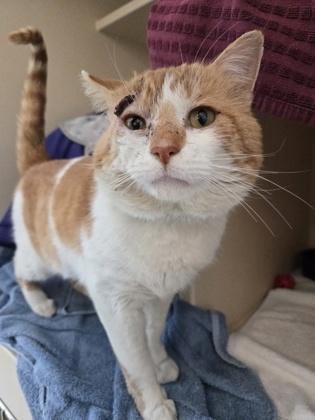 Sir Loin, Adoptable, Adult Male Domestic Short Hair & Domestic Short Hair.
