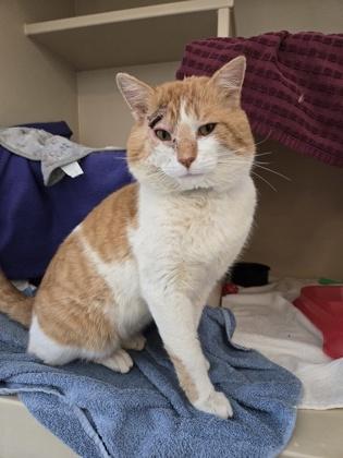 Enlarge Sir Loin, a Adoptable mixed breed in Detroit, MI image 2/2