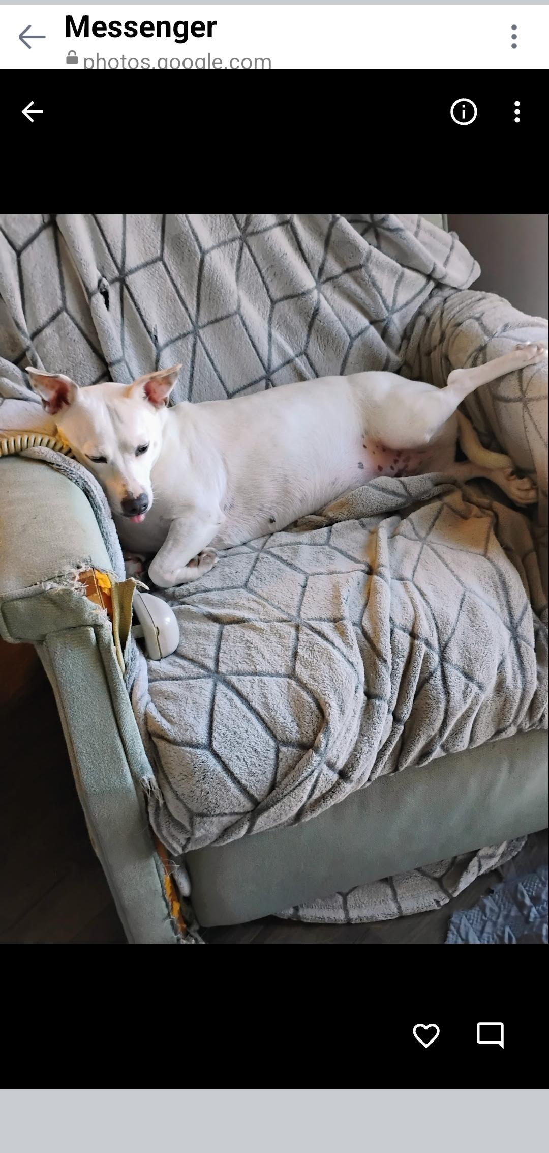 Elsa, Adoptable, Adult Female Mixed Breed.