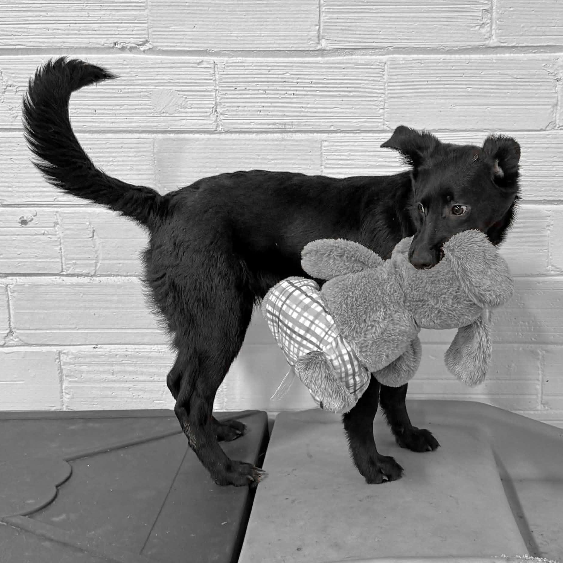 Winn, a Adoptable mixed breed in Woolwich, ME image 1/4