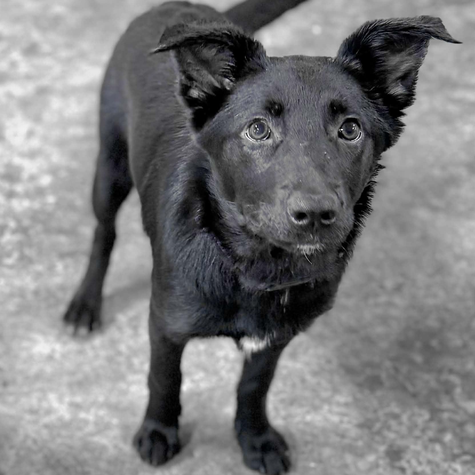 Winn, a Adoptable mixed breed in Woolwich, ME image 2/4