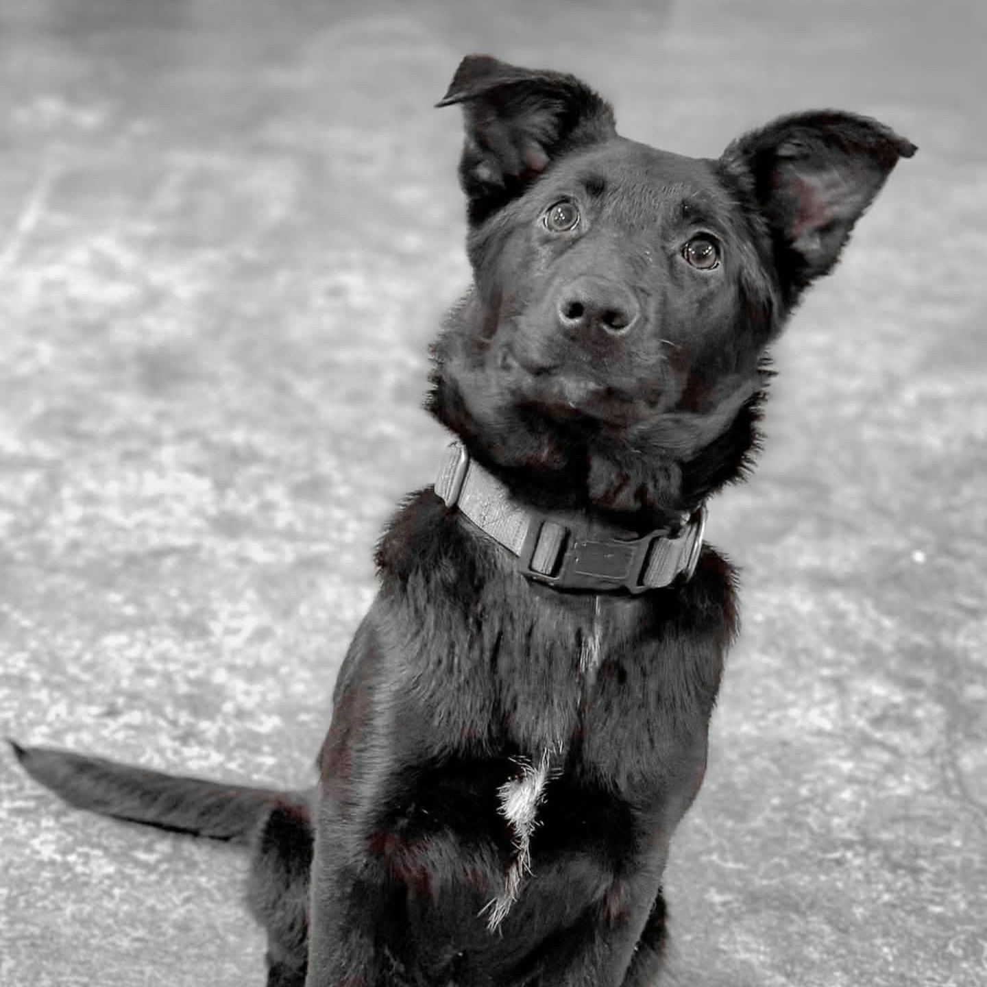 Winn, a Adoptable mixed breed in Woolwich, ME image 3/4