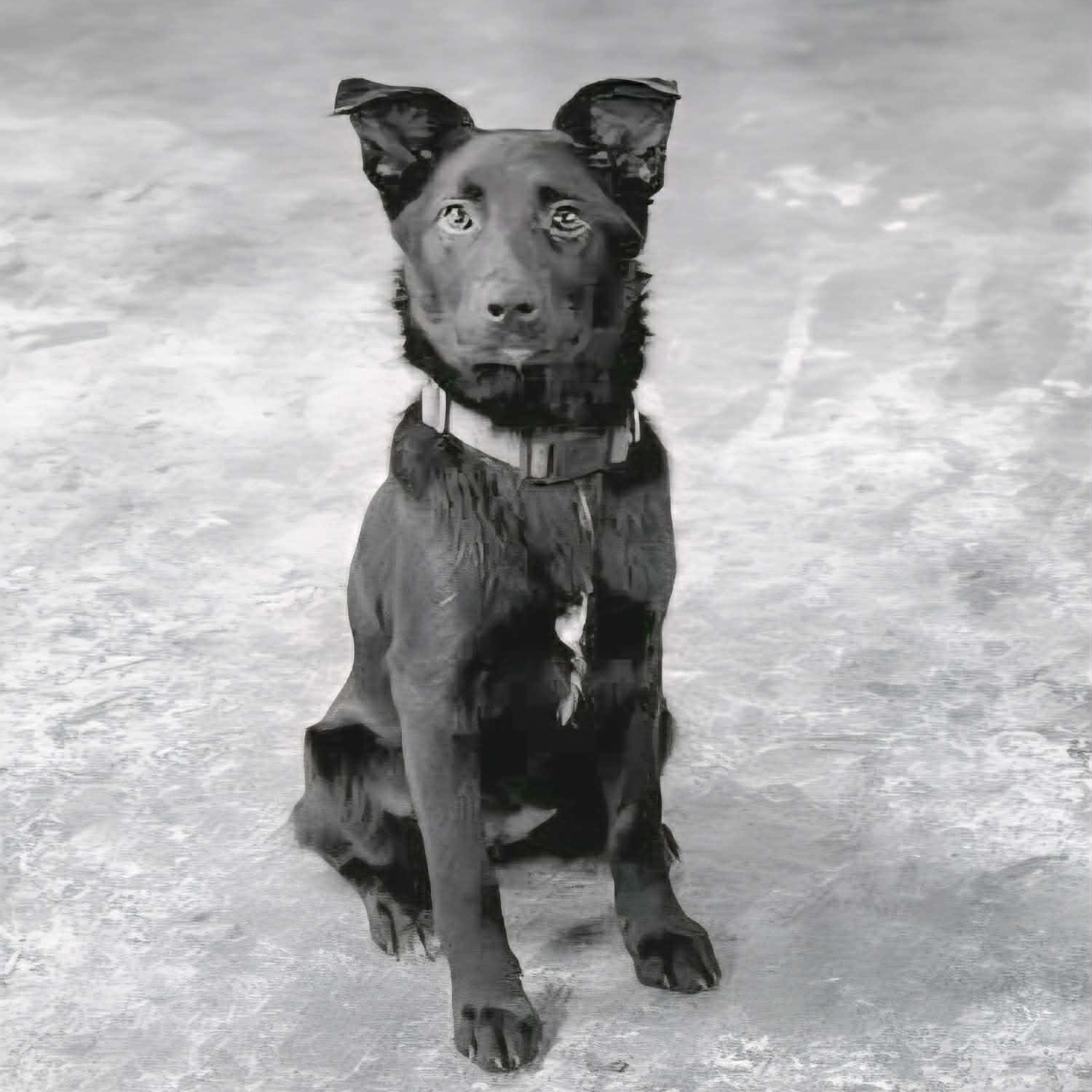 Winn, a Adoptable mixed breed in Woolwich, ME image 4/4