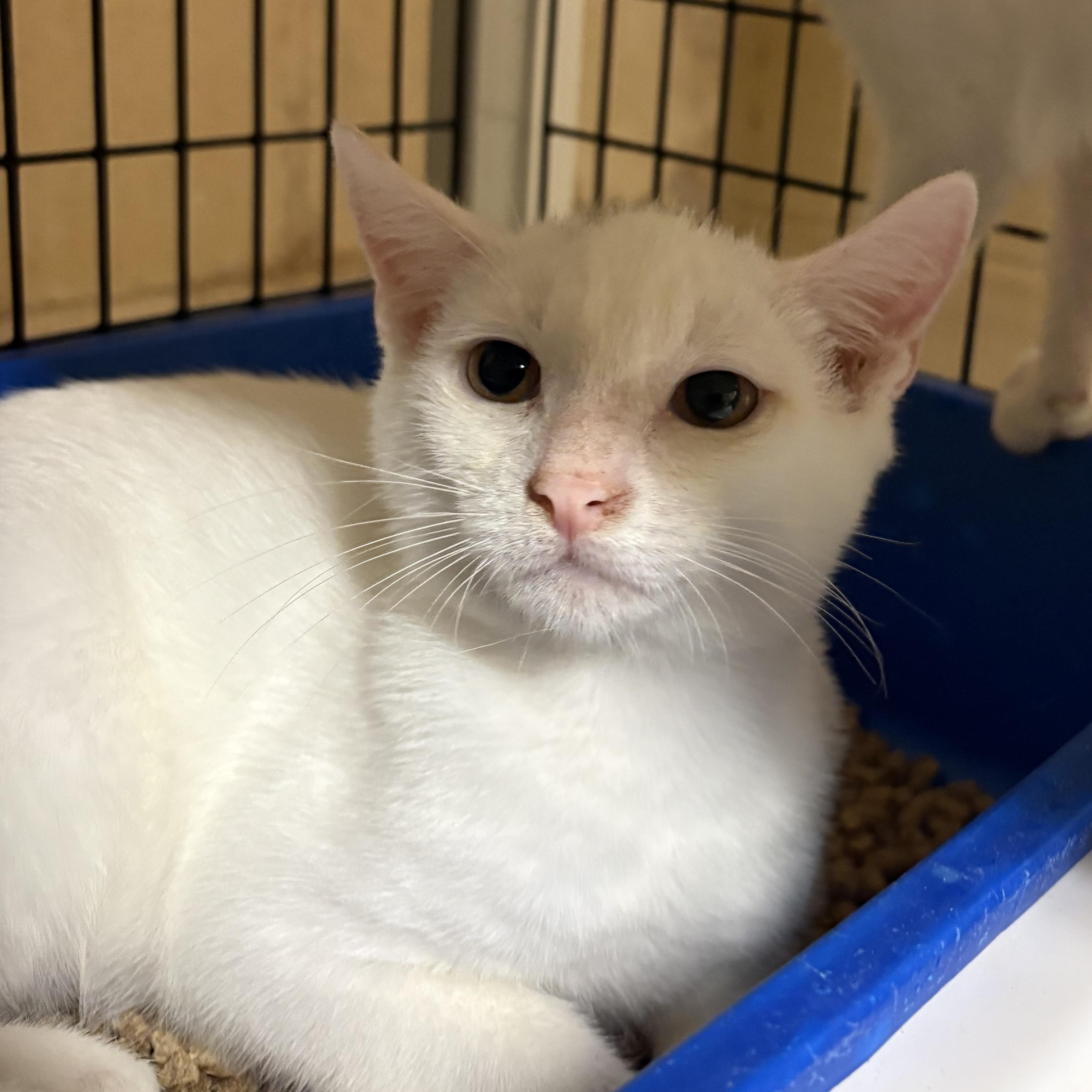 Kiko, Adoptable, Young Male Domestic Short Hair.